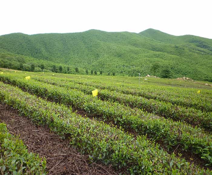溧陽(yáng)天目湖白茶貴在哪兒？