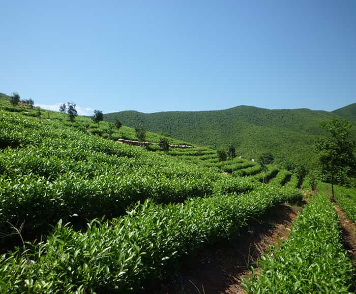 茶園風(fēng)景